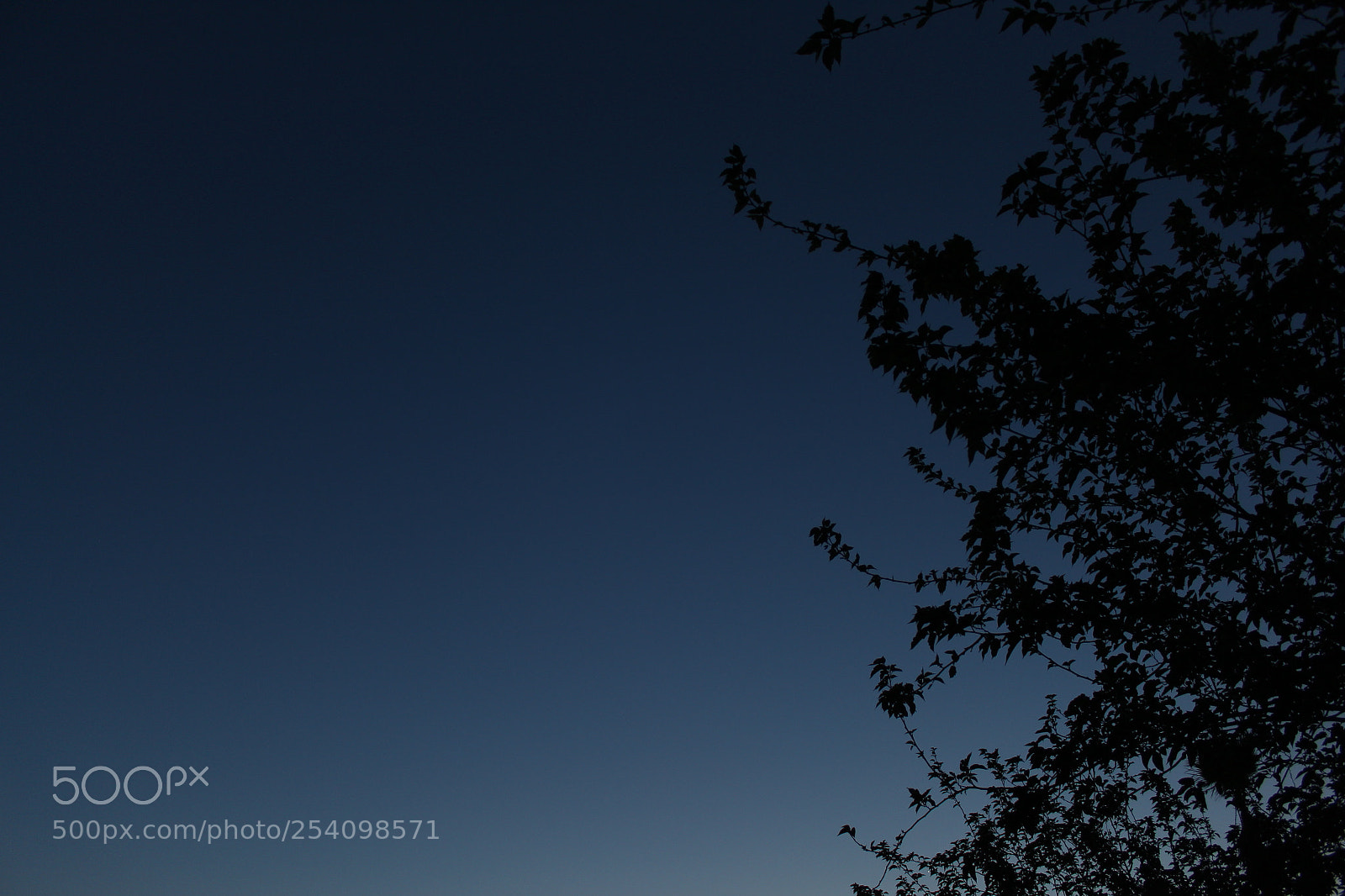 Canon EOS 1300D (EOS Rebel T6 / EOS Kiss X80) sample photo. Tree at dusk photography