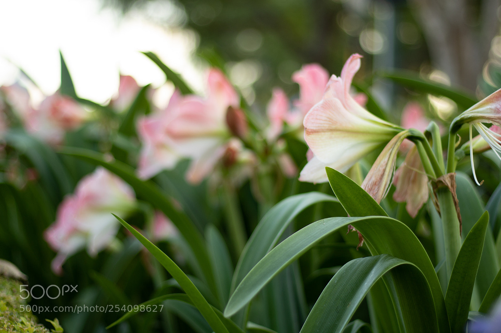 Canon EOS 7D Mark II sample photo. Pink and white flowers photography