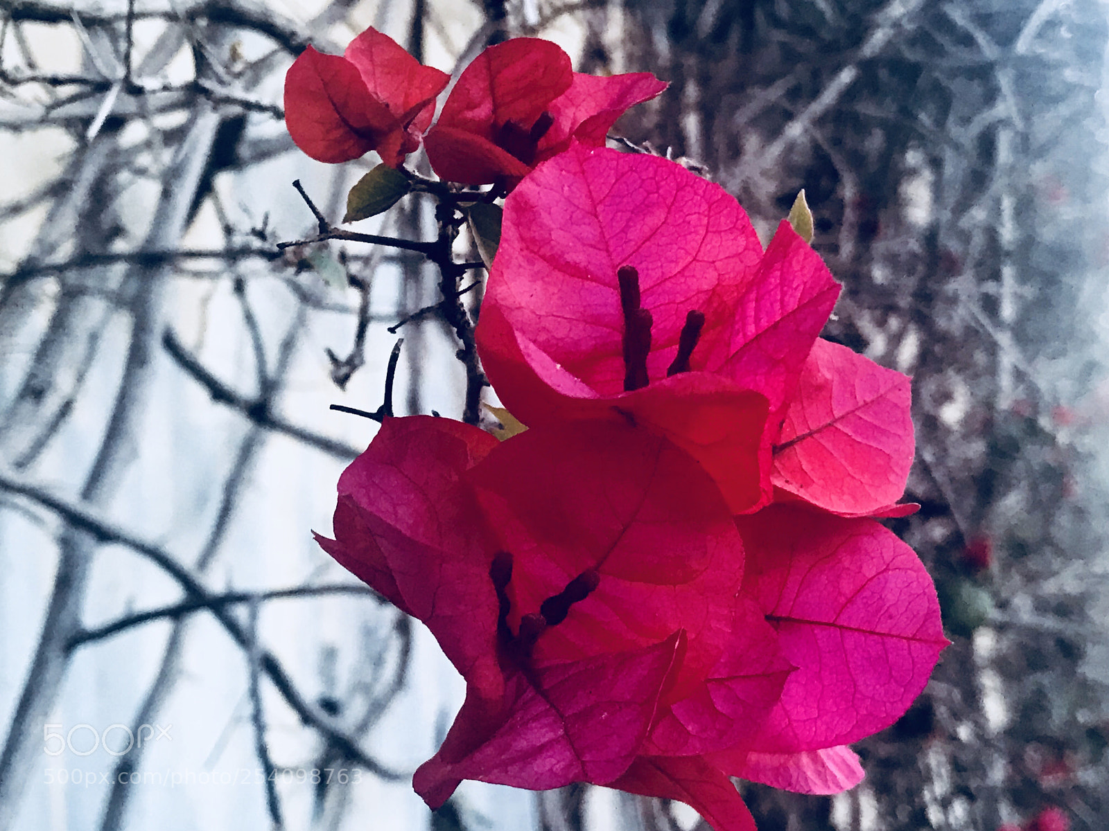 Apple iPhone 7 Plus sample photo. Untitled photography