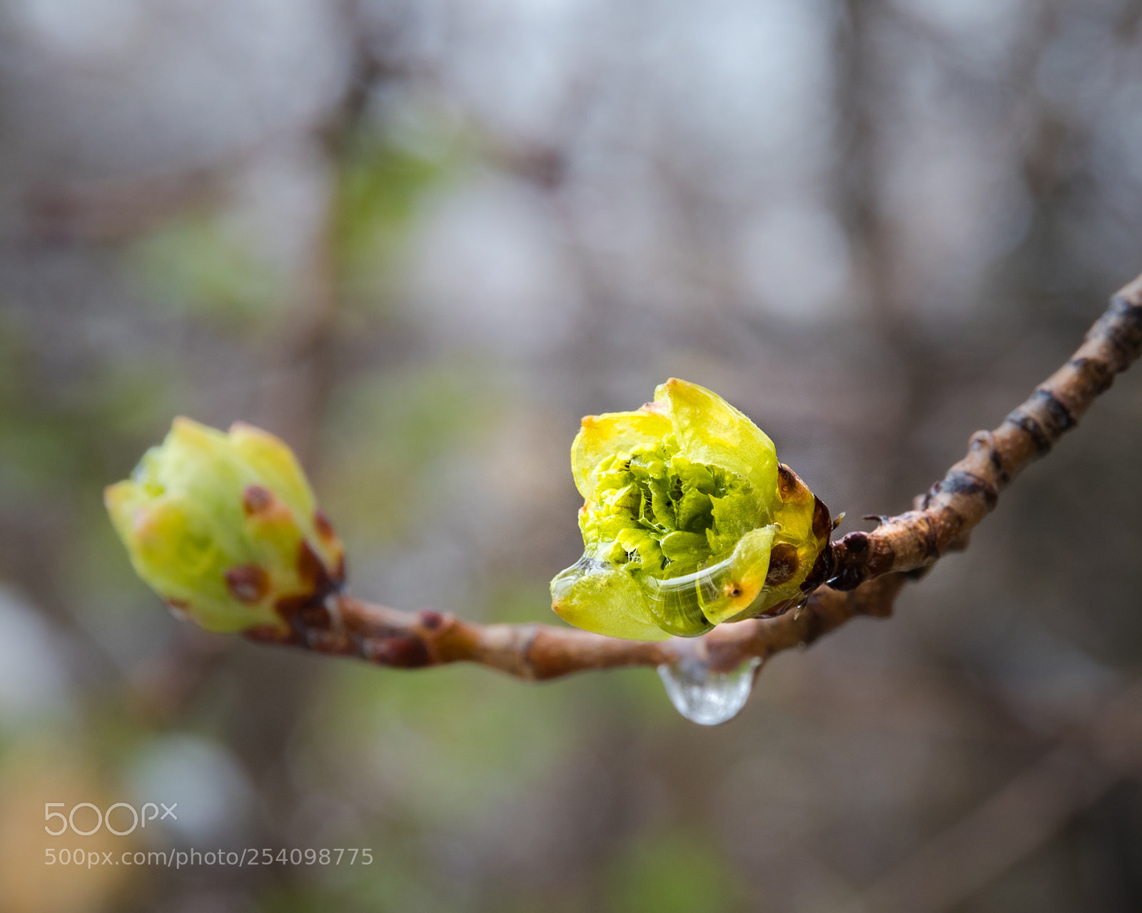 Canon EOS 80D sample photo. April showers photography