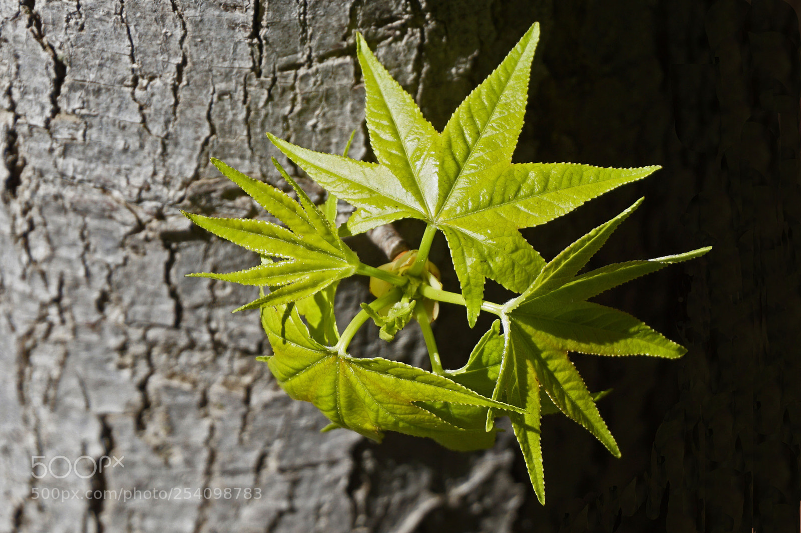 Sony a6000 sample photo. Maple spring sprout photography