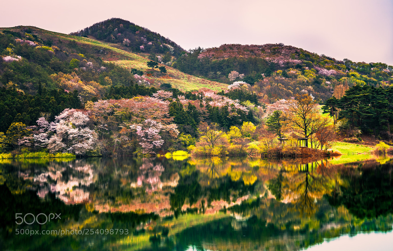 Sony a7R III sample photo. Spring in yongbee photography