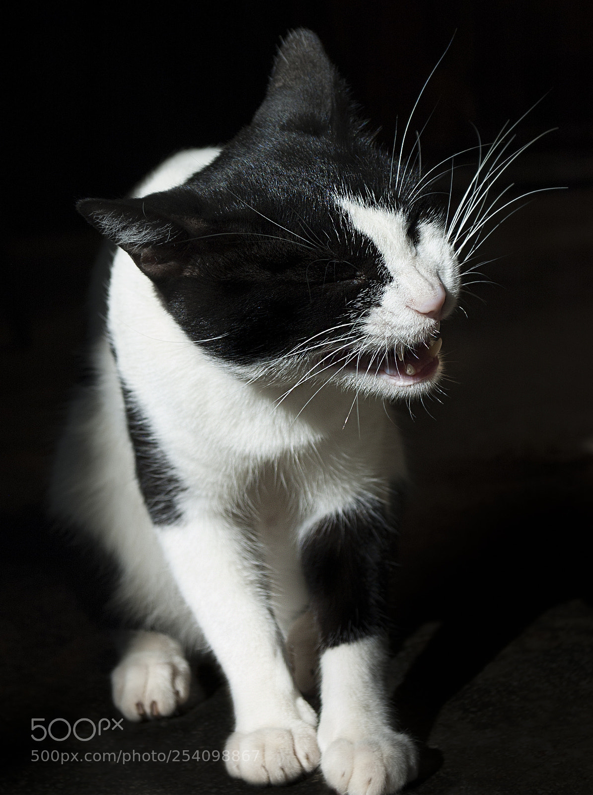 Nikon D70s sample photo. El que rie ultimo... photography
