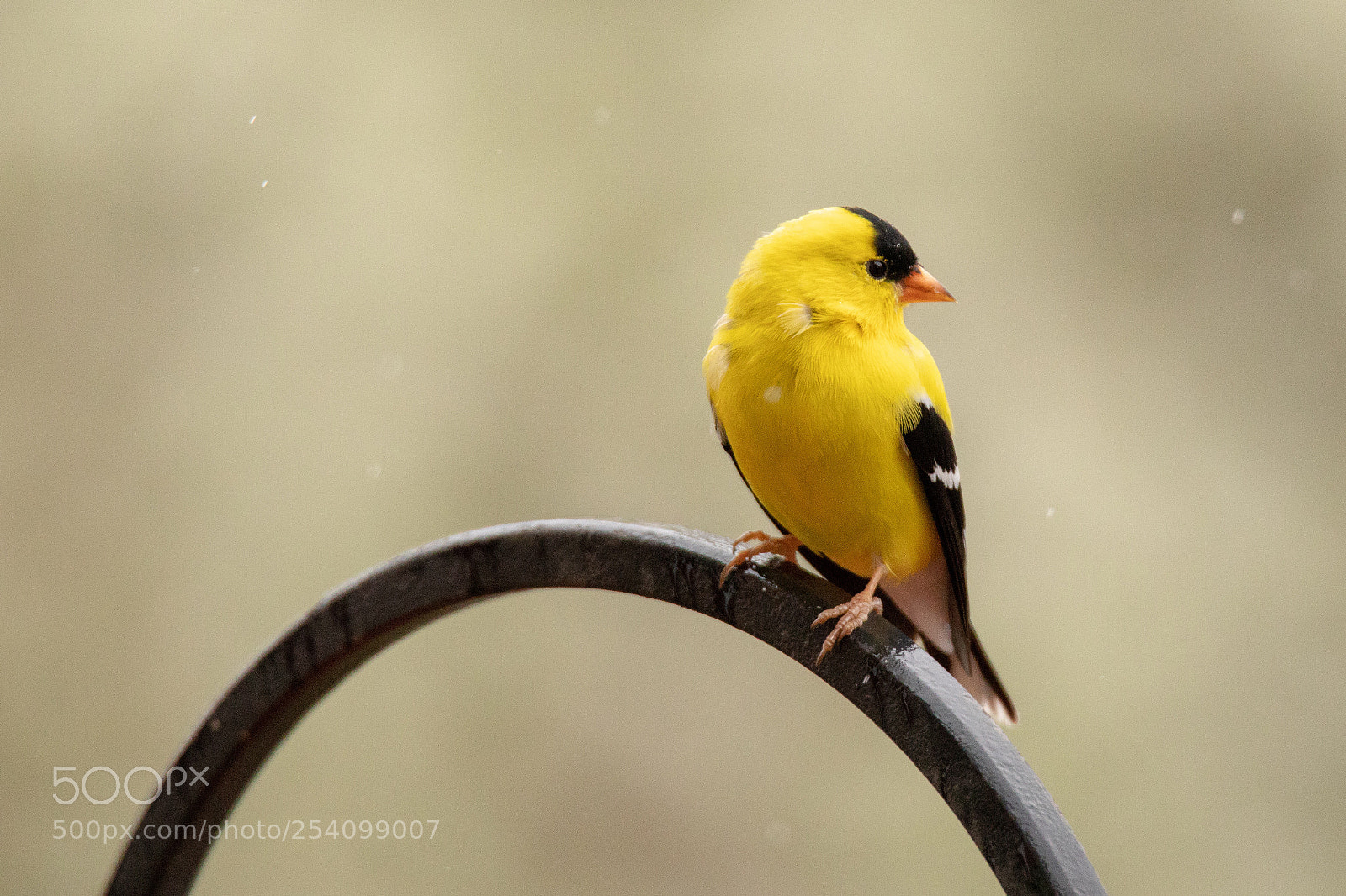 Canon EOS 5D Mark IV sample photo. Goldfinch #3 photography
