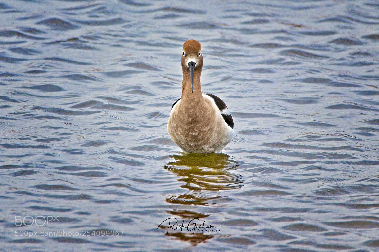 Canon EOS 80D sample photo. American avocet photography