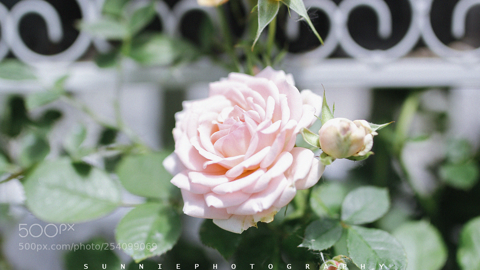 Canon EOS 60D sample photo. Untitled photography