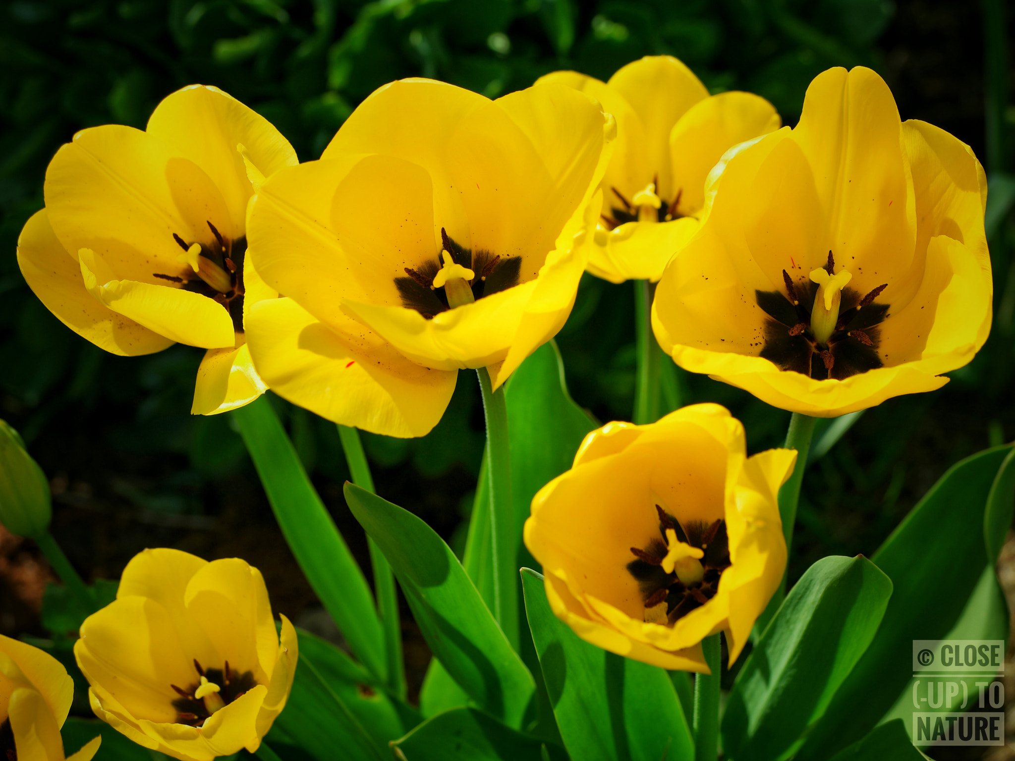 Samsung NX500 sample photo. Finally spring (3) photography