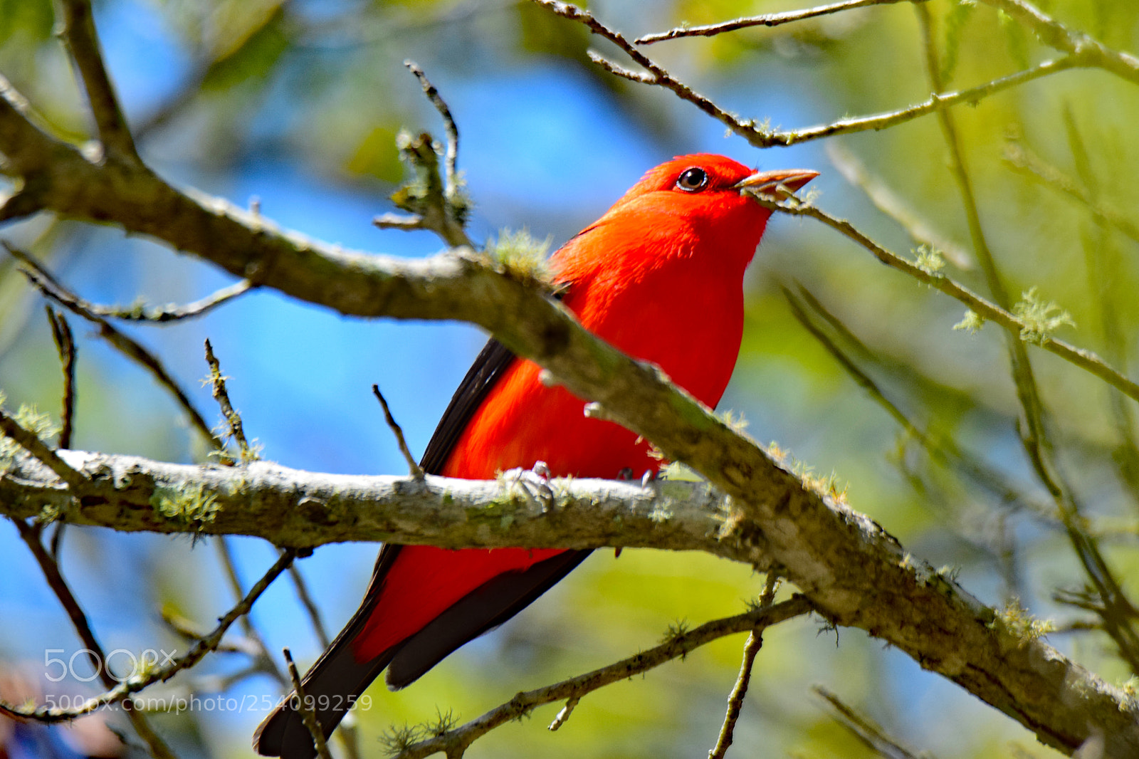 Nikon D5300 sample photo. Scarlet tanager photography