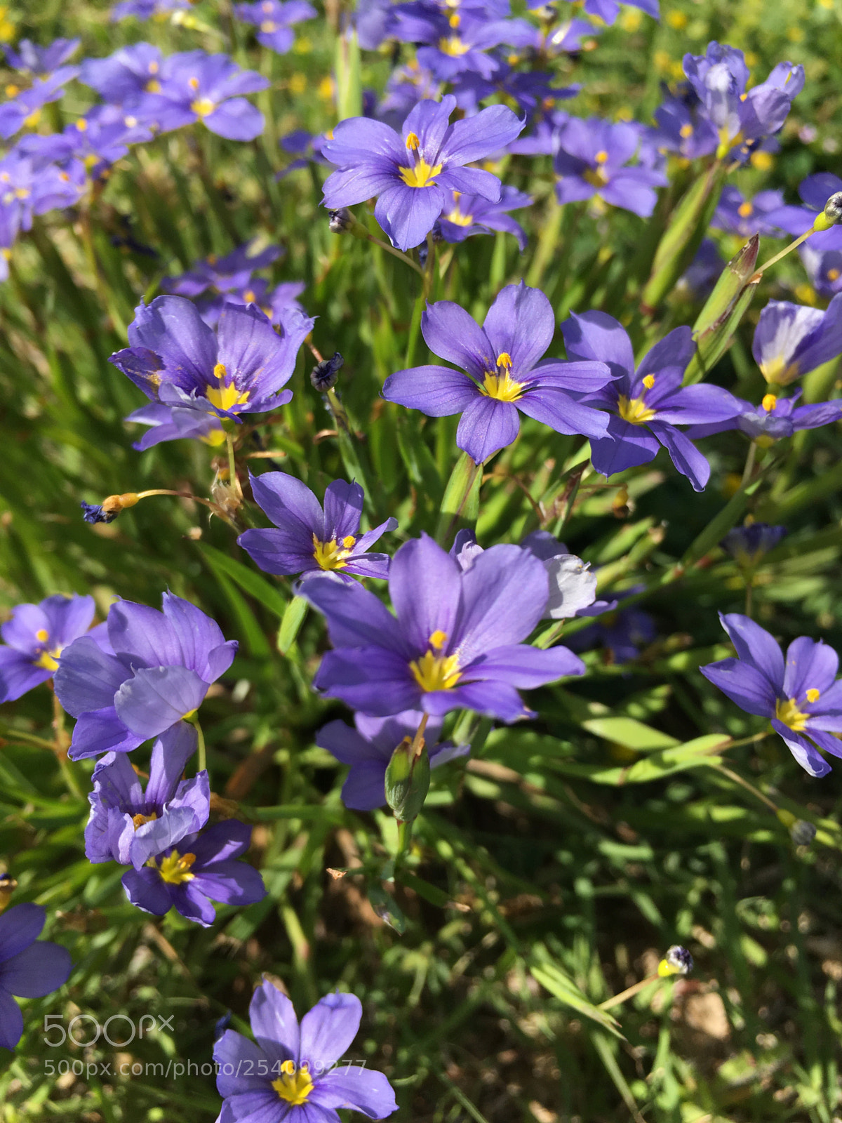 Apple iPhone SE sample photo. Perfectly purple photography