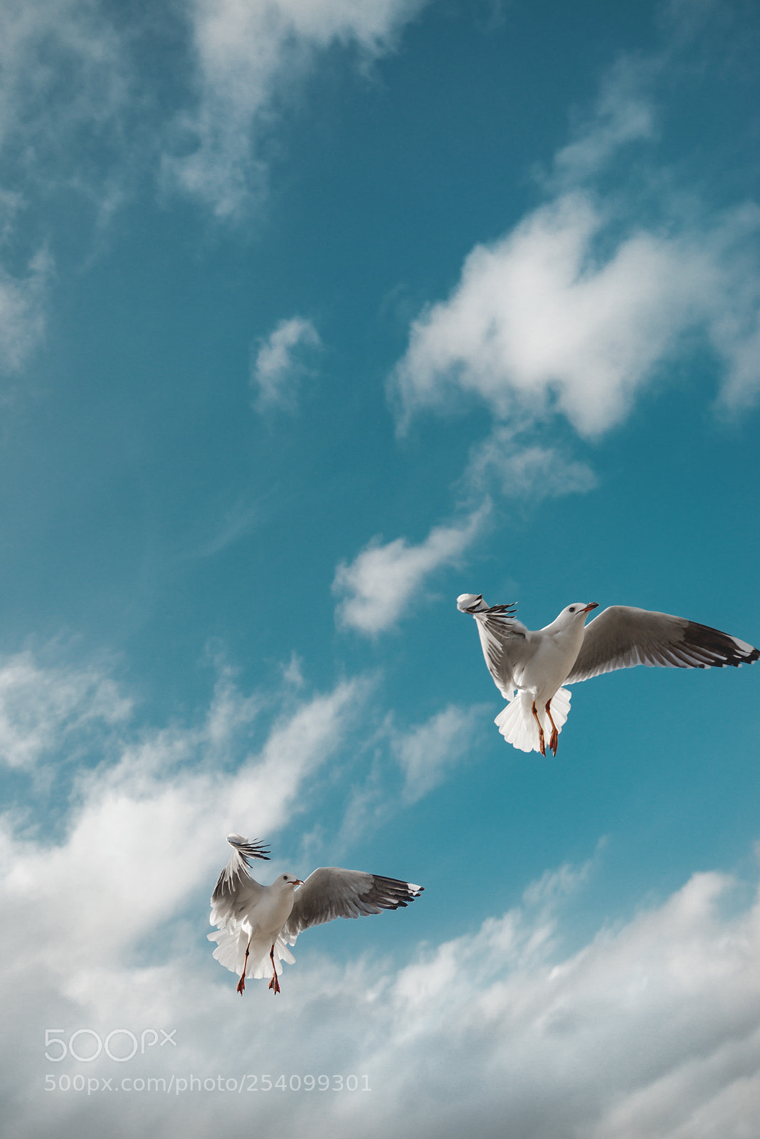 Nikon D800E sample photo. Seagulls at maroubra beach photography
