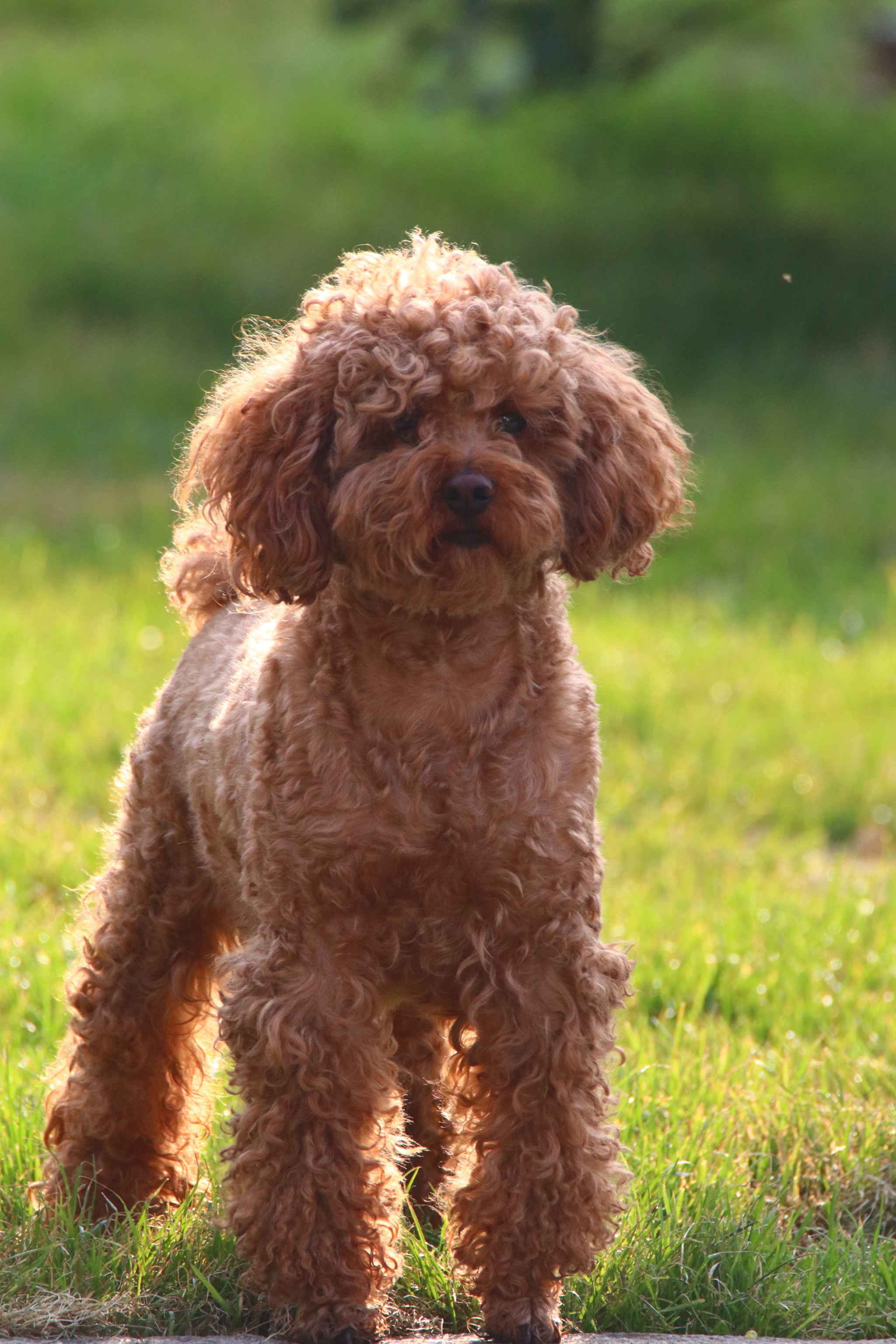 Tamron SP 150-600mm F5-6.3 Di VC USD sample photo. 威武的狗狗a mighty dog photography
