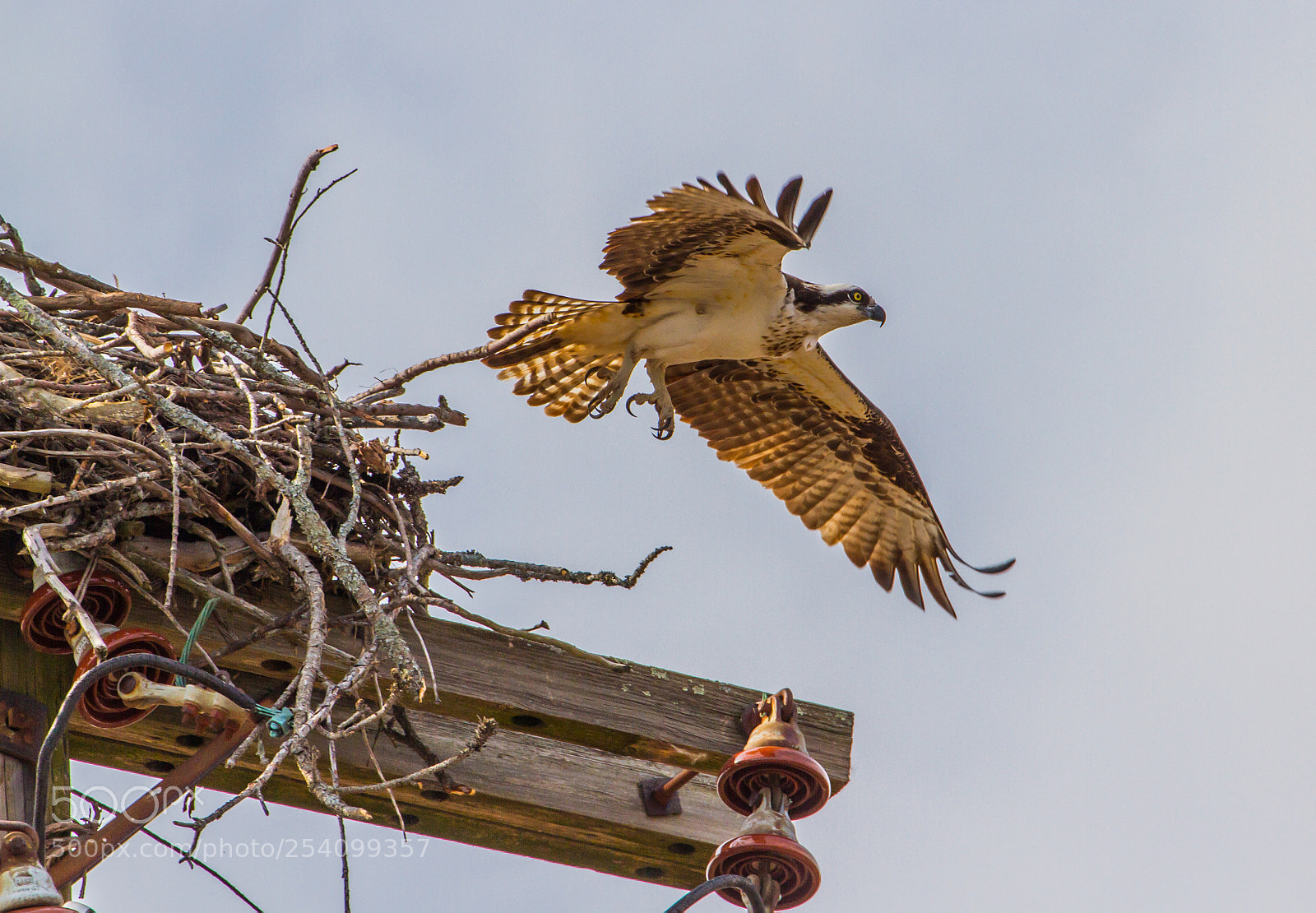 Canon EOS 7D sample photo. Moving off the nest photography