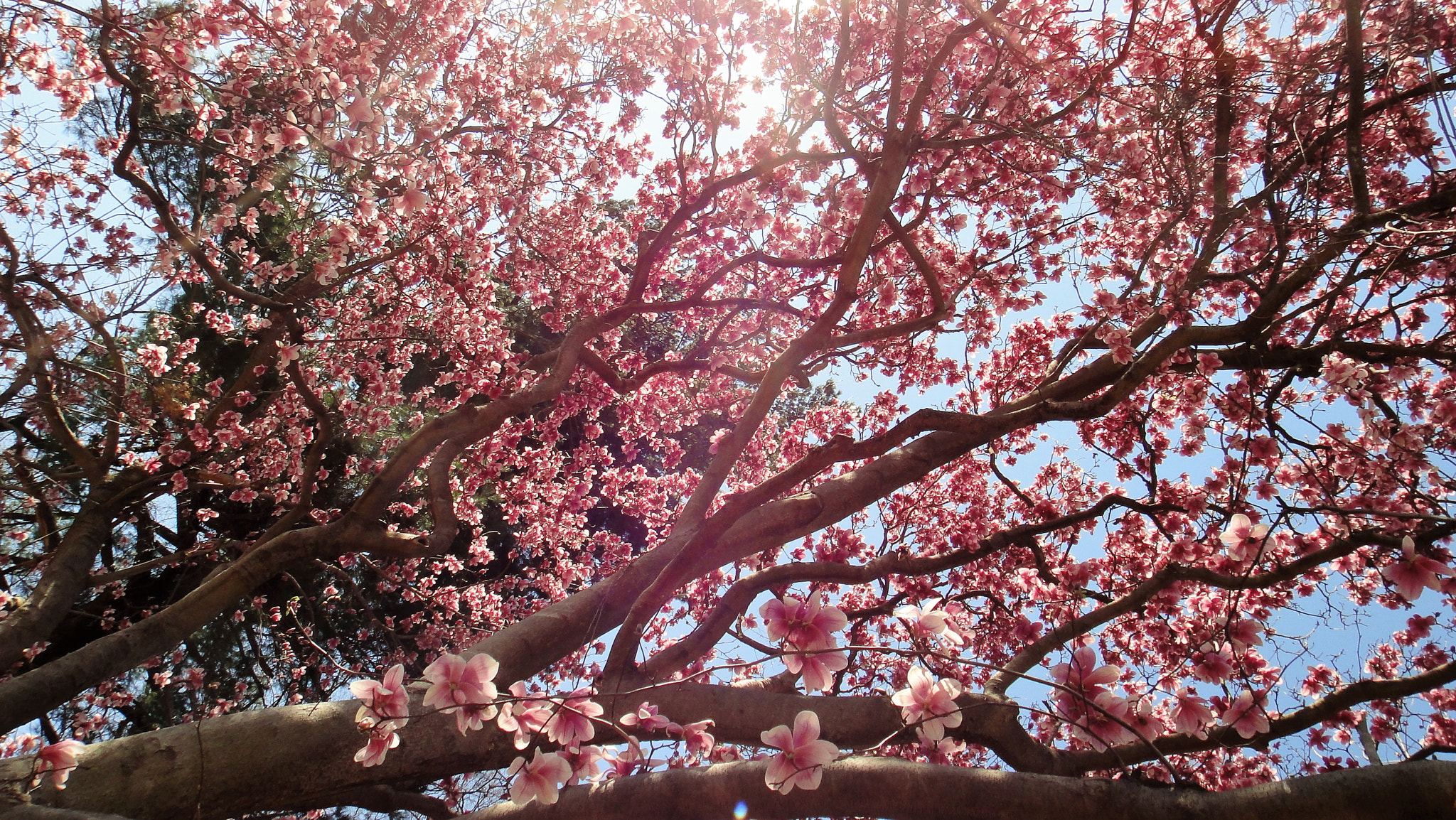 Sony Cyber-shot DSC-TX5 sample photo. Rose tree photography