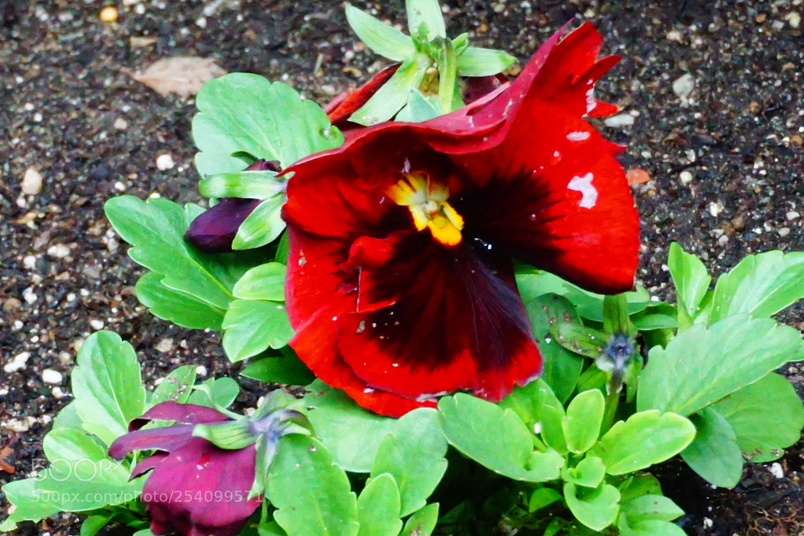 Sony a6000 sample photo. Flower photography