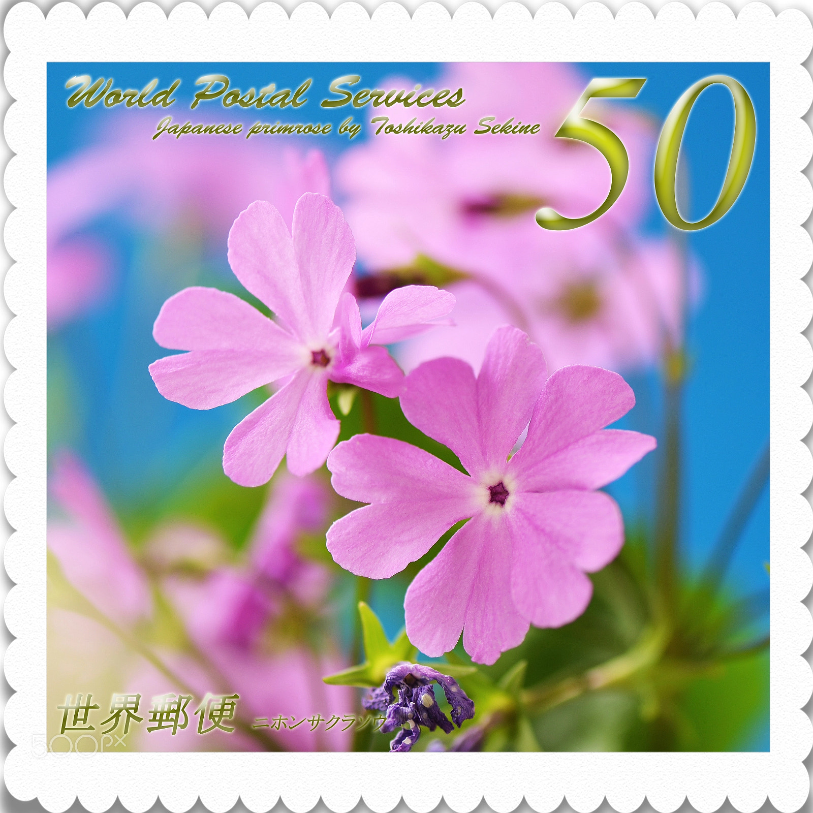 Nikon D800E sample photo. Japanese primrose photography