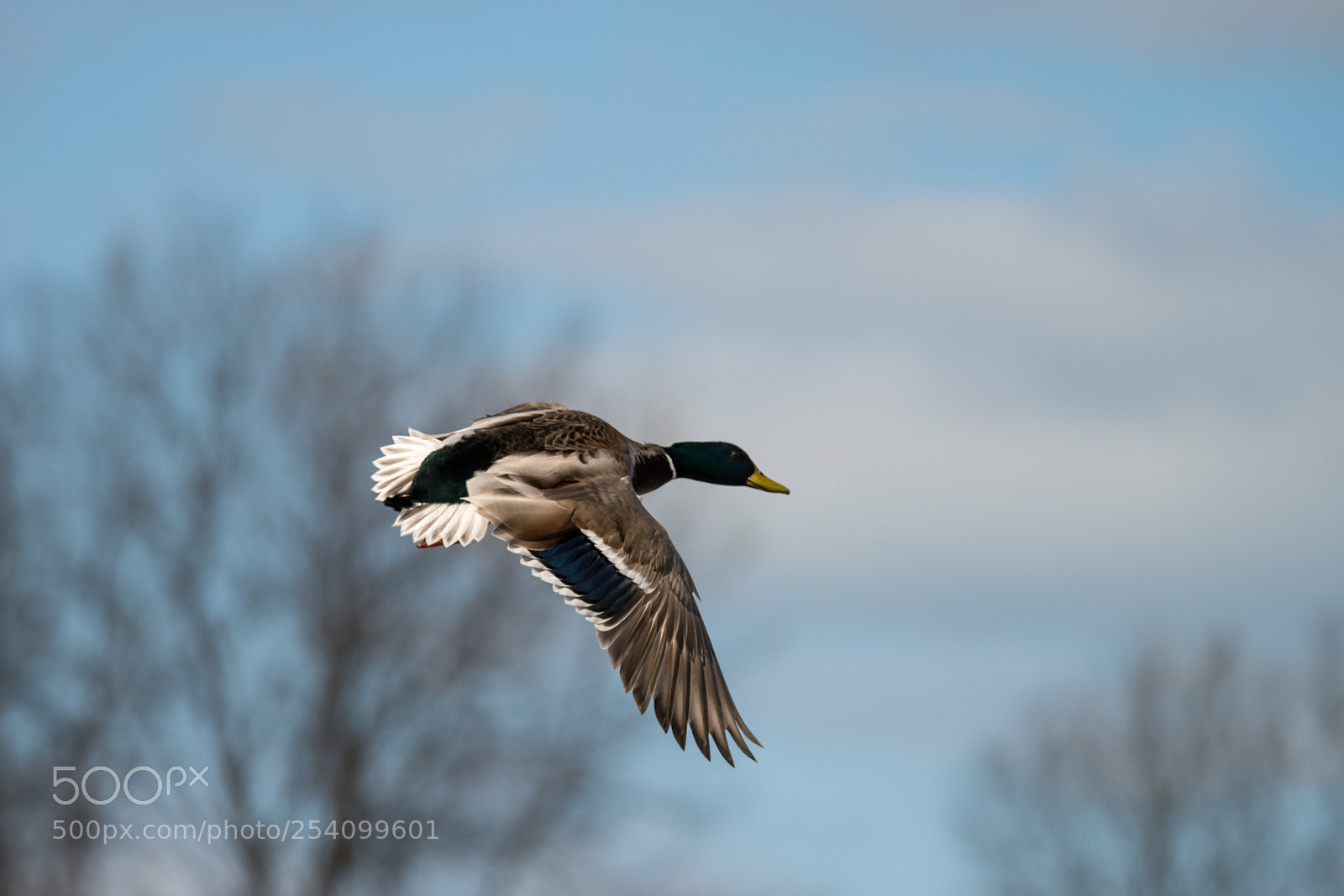 Nikon D850 sample photo. Mallard duck in flight photography