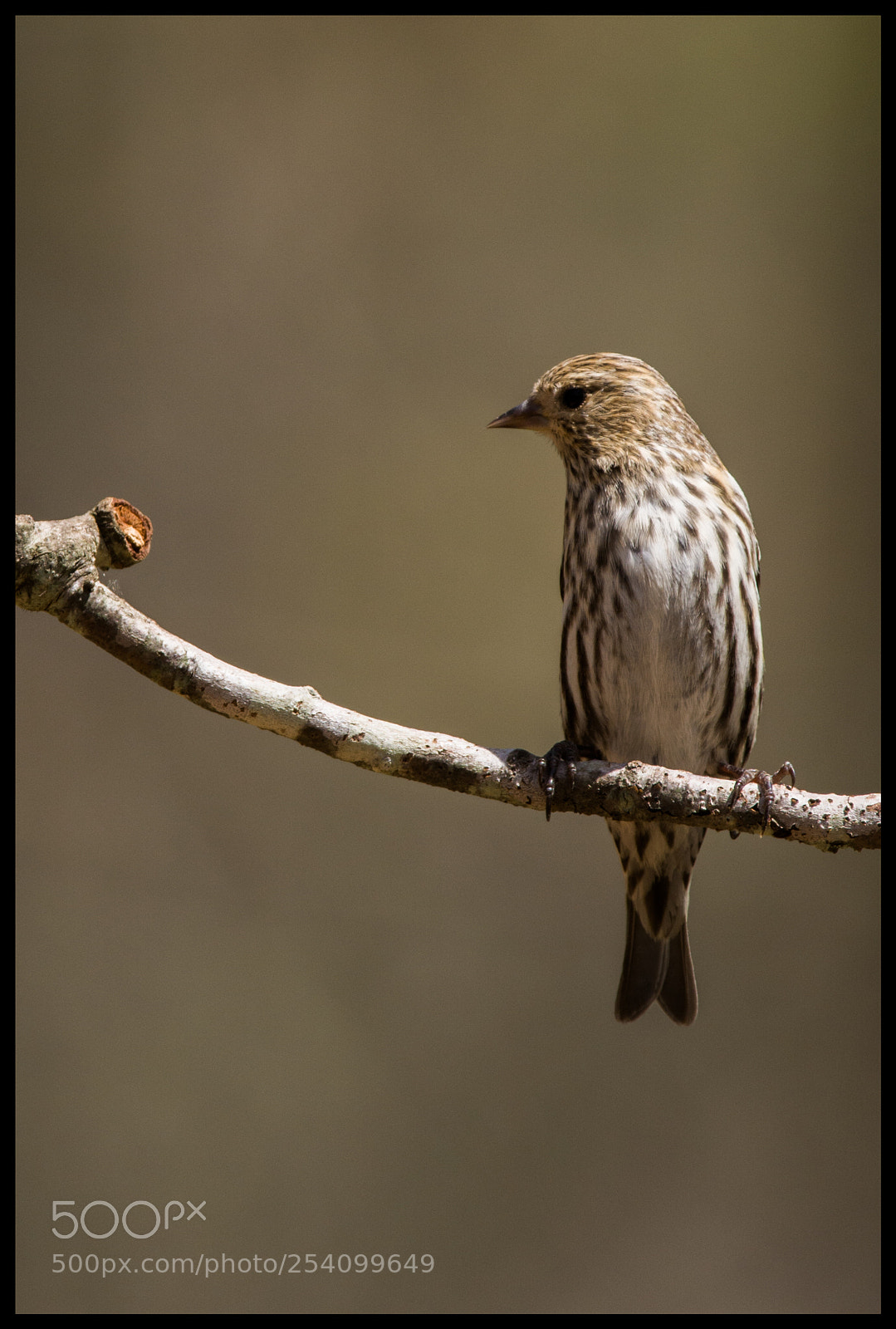 Nikon D7100 sample photo. Pine siskin photography