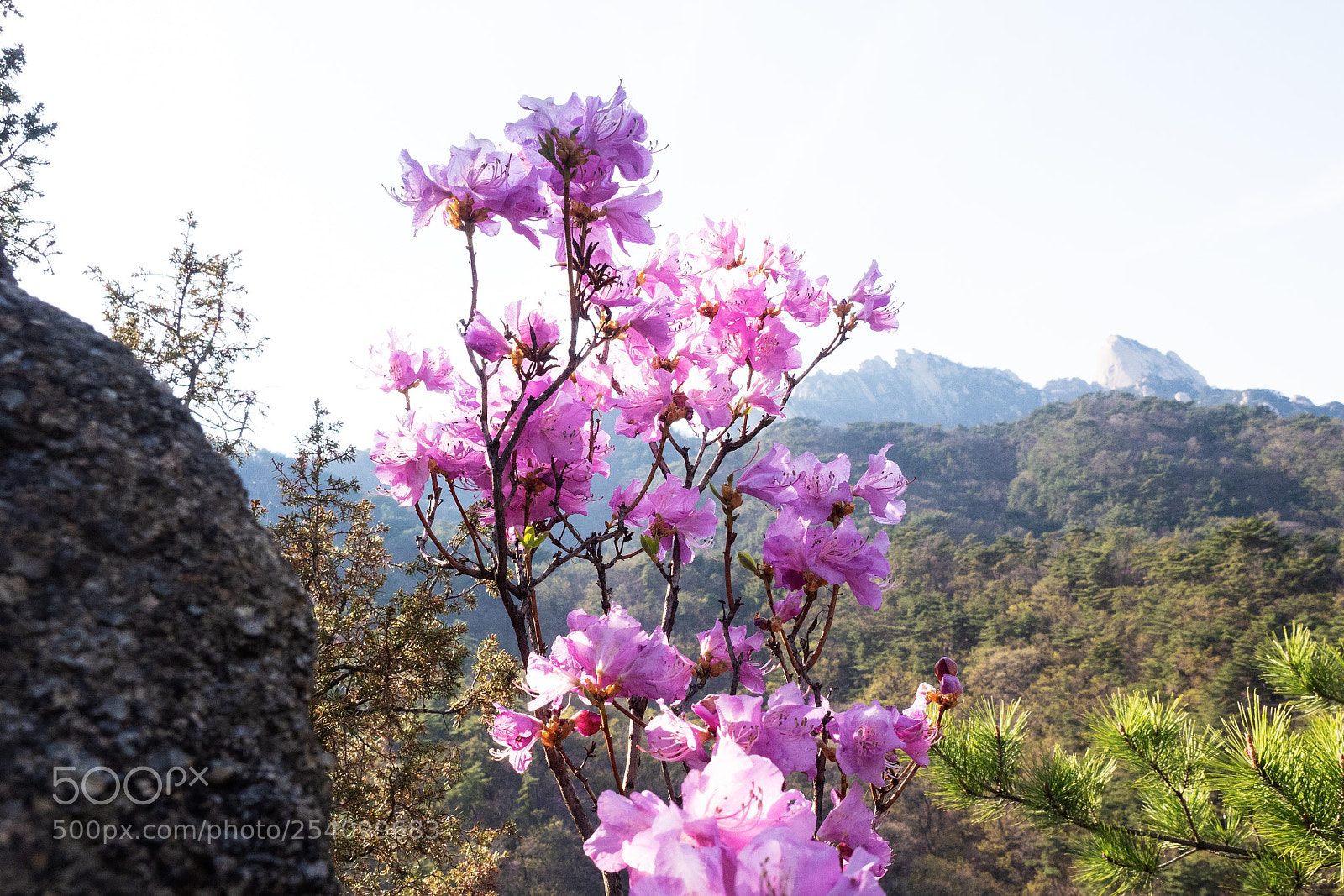 Olympus OM-D E-M1 Mark II sample photo. Azalea on the mountain photography
