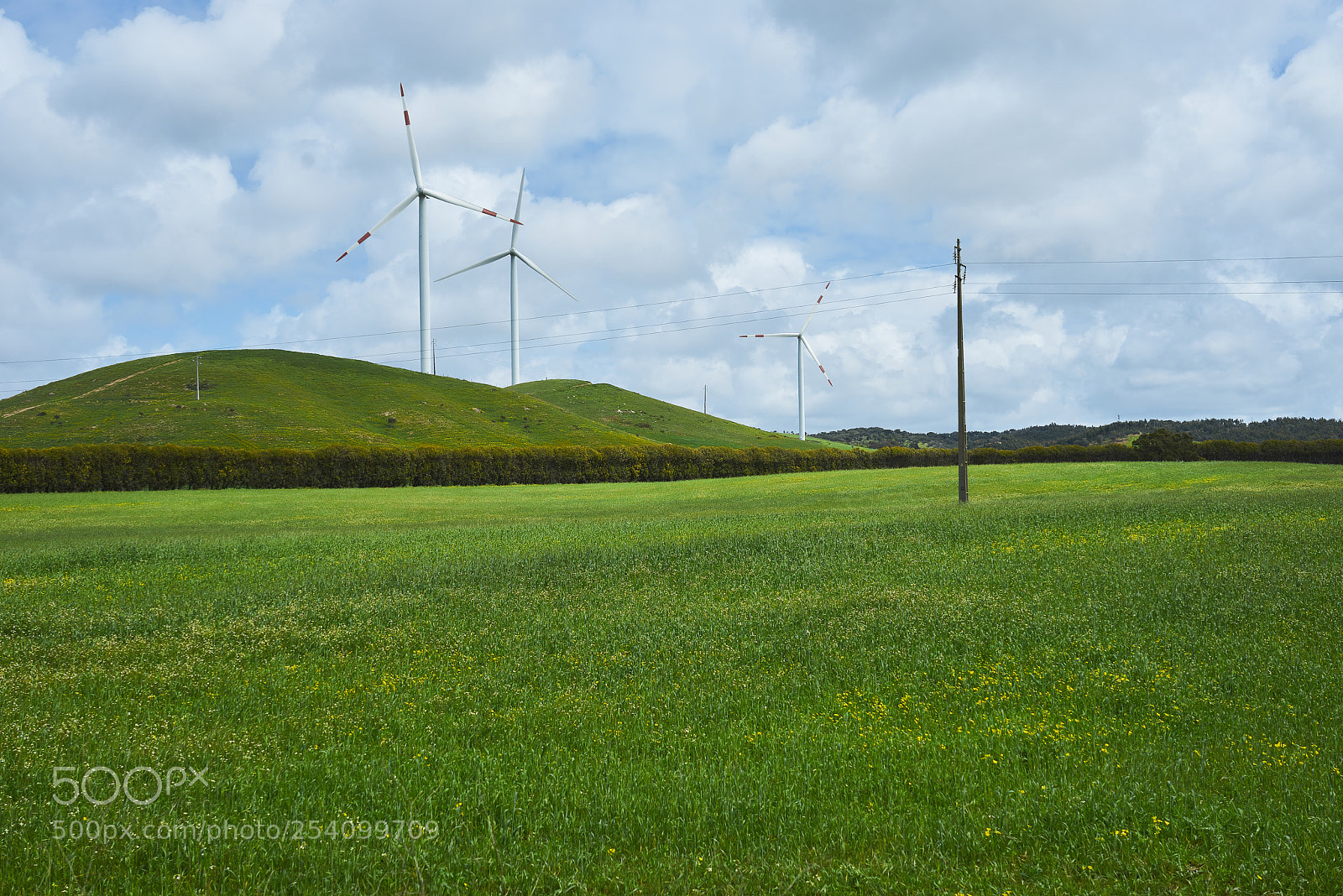 Sony a7R sample photo. Forever green. photography