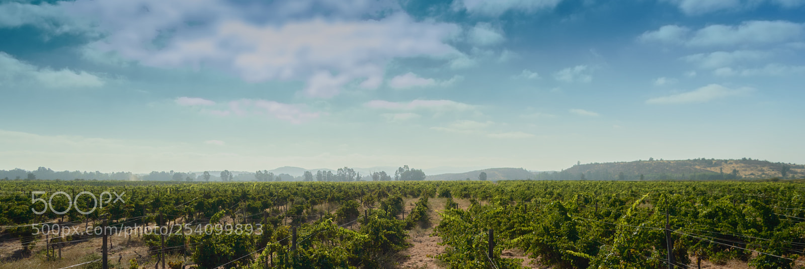 Nikon D3200 sample photo. Campos de viña photography