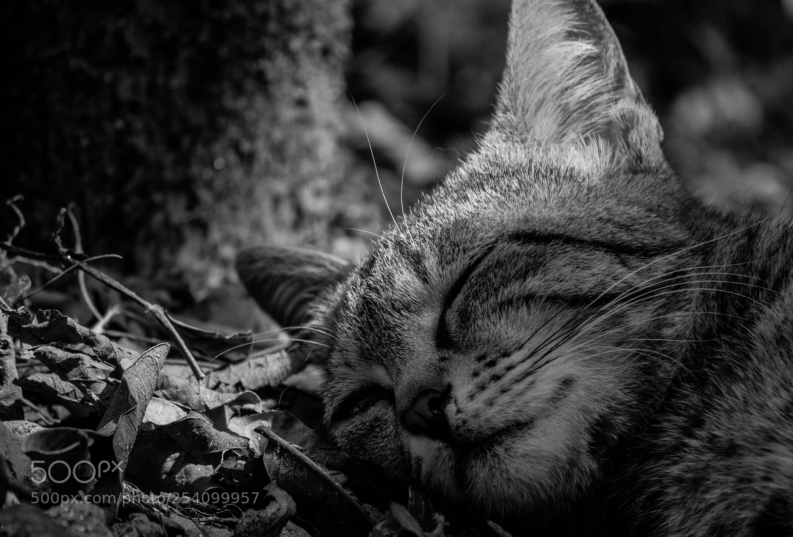 Nikon D5200 sample photo. Power nap. photography