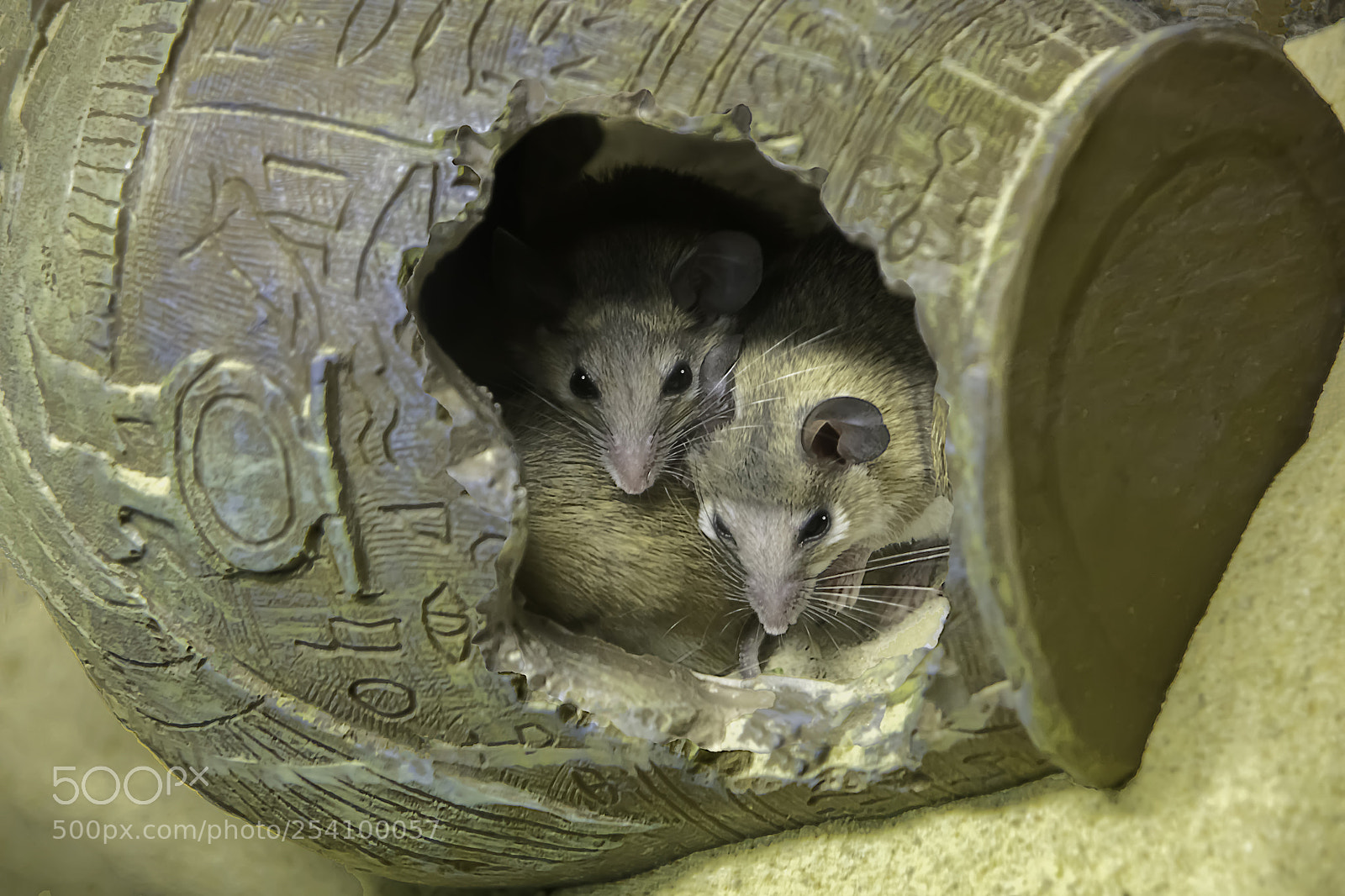 Canon EOS 5DS sample photo. Two mice in a photography