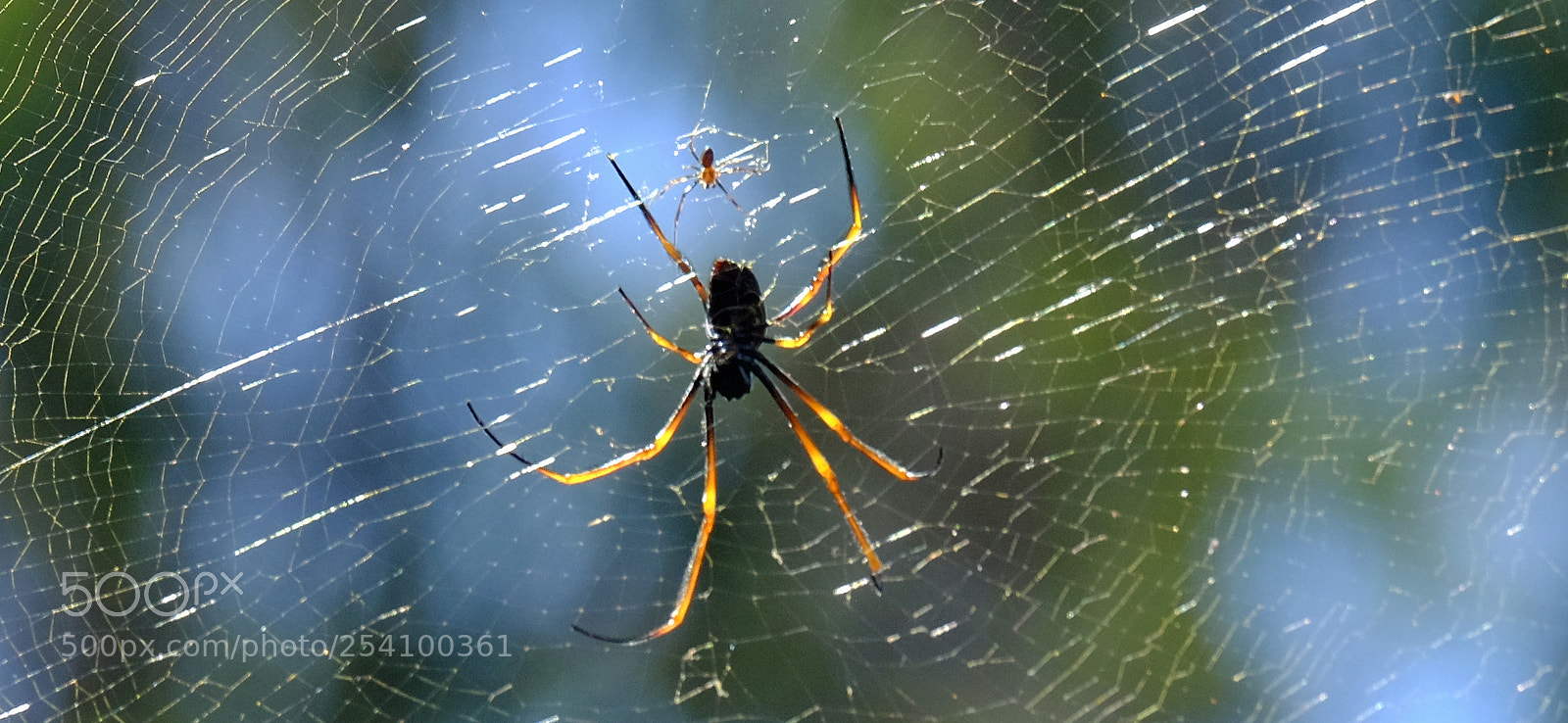 Fujifilm X-T1 sample photo. Mating can be a photography