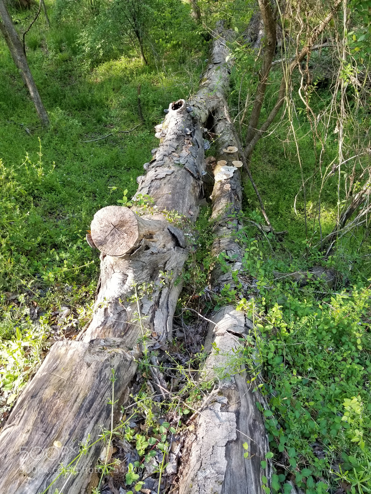 Samsung Galaxy S8+ sample photo. Fallen tree of mushrooms photography