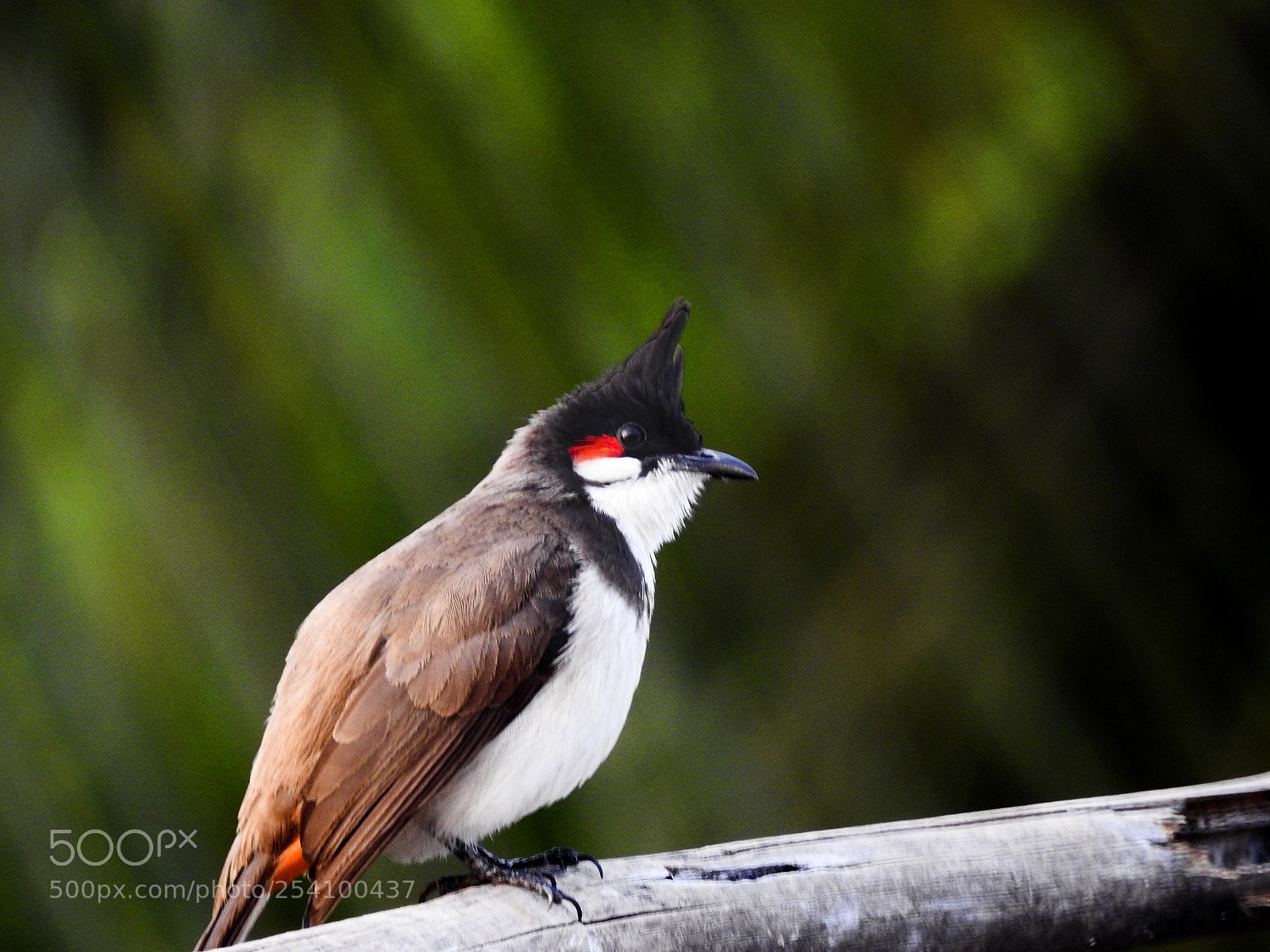 Nikon Coolpix P900 sample photo. Bulbul photography