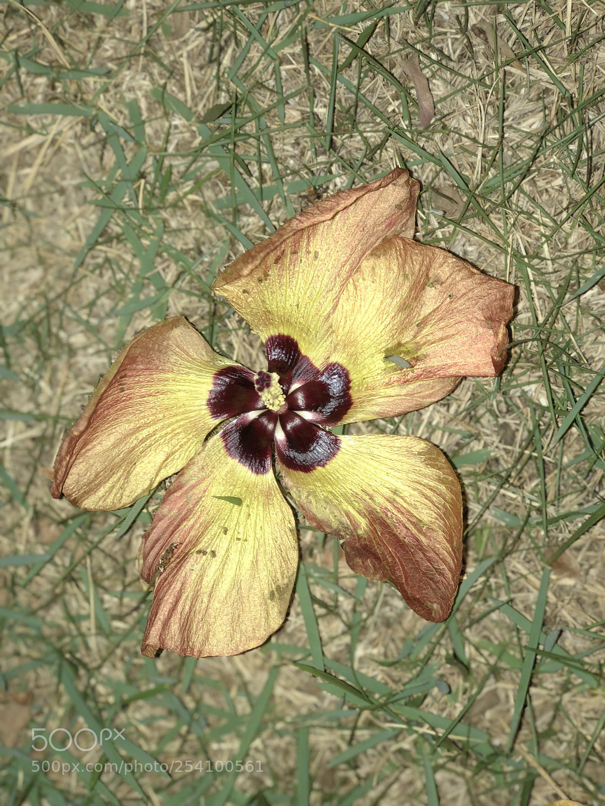 Apple iPhone 8 Plus sample photo. Untitled photography