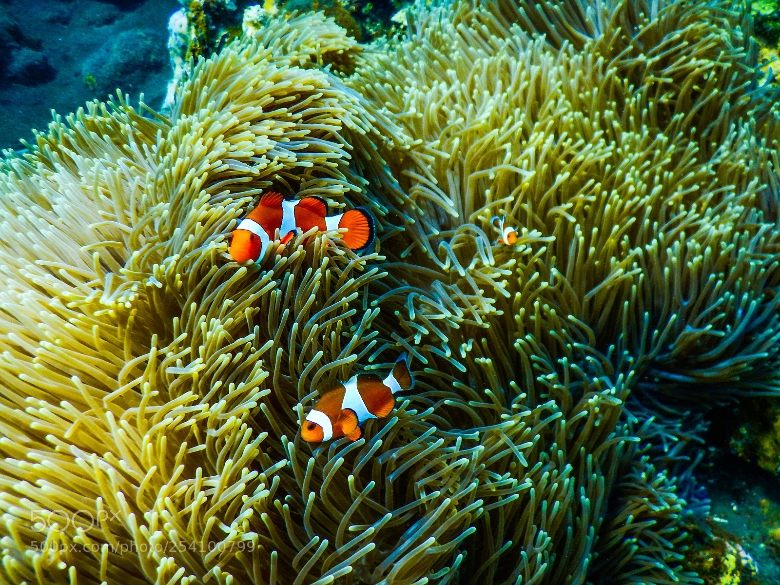 Nikon COOLPIX AW130s sample photo. Bali tulamben clownfish photography