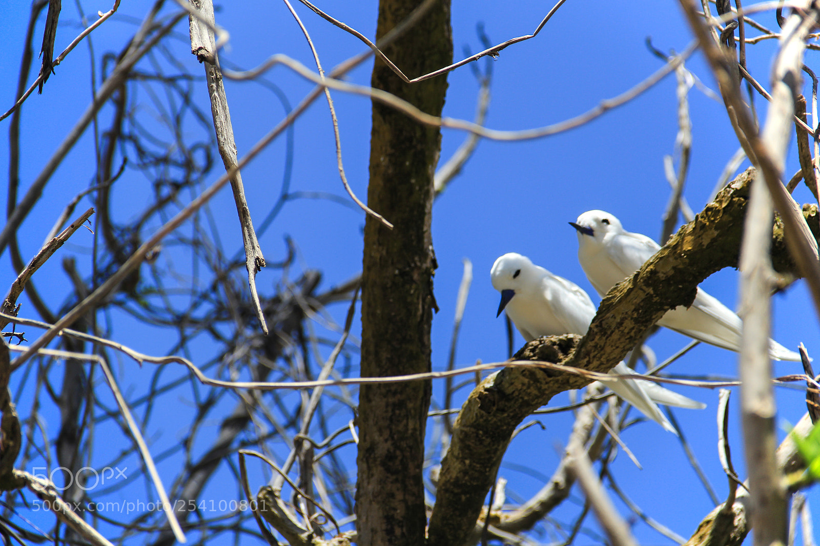 Canon EOS 60D sample photo. Seychelles cousin pair of photography