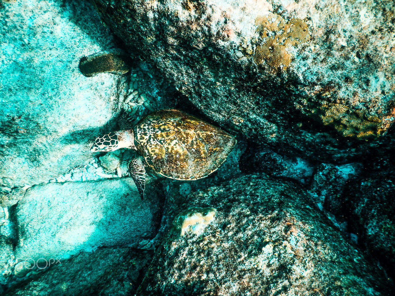 Nikon COOLPIX AW130s sample photo. Seychelles st pierre lslet sea turtle photography
