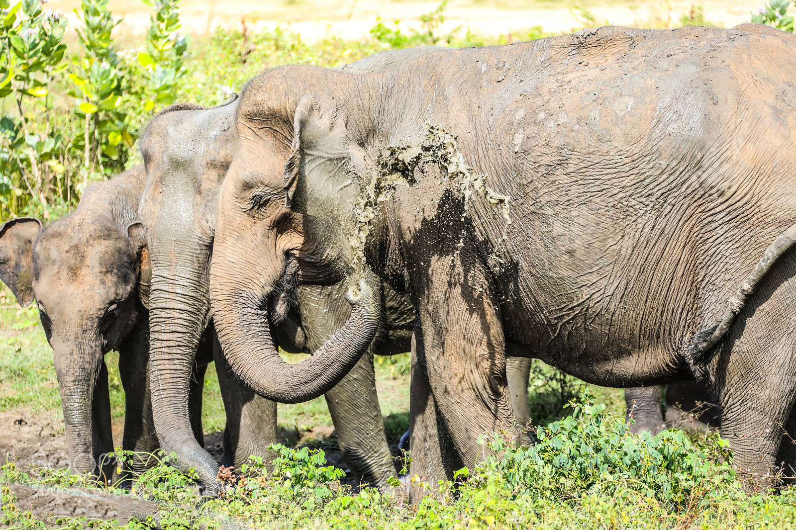 Canon EOS 5D Mark IV sample photo. Sri lanka udawalawe national photography