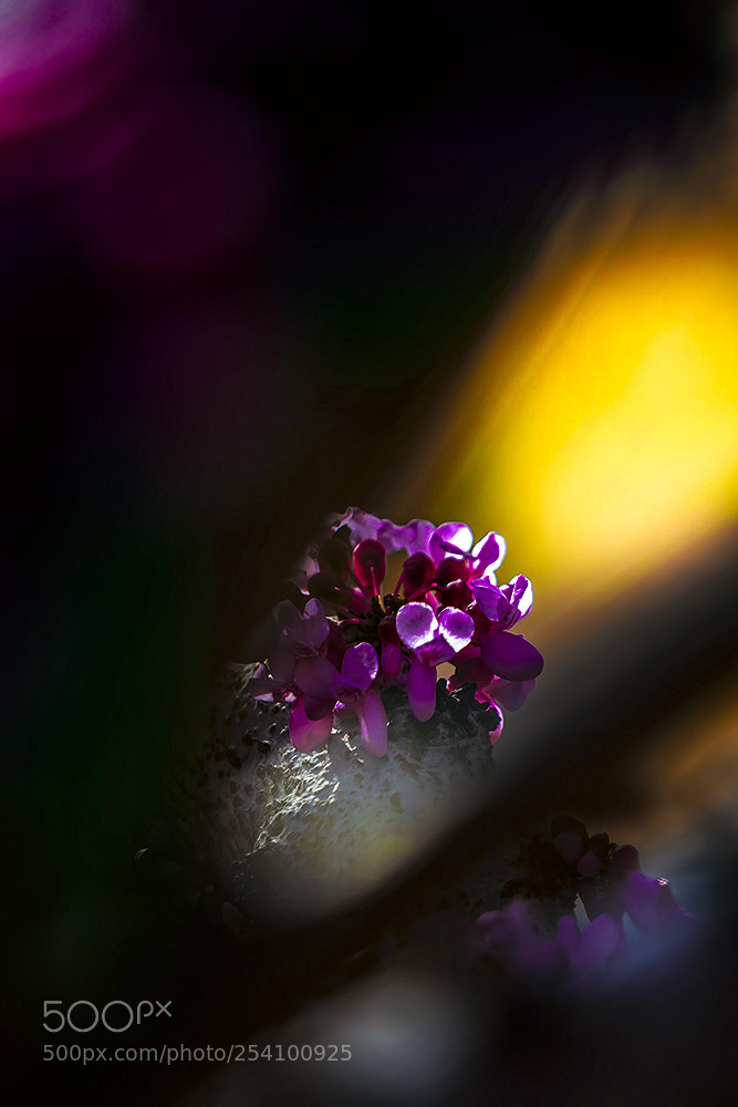 Canon EOS 5DS R sample photo. The flowers of the photography