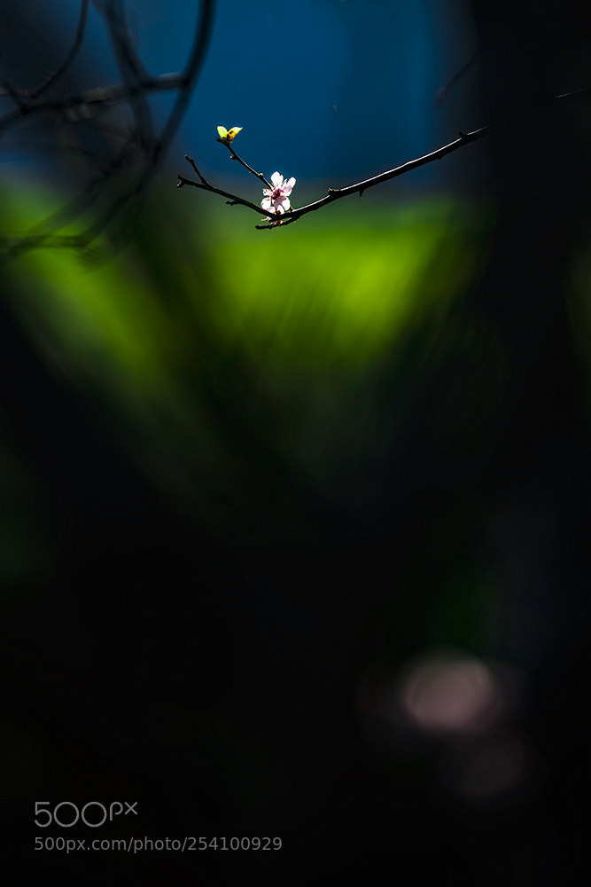 Canon EOS 5DS R sample photo. The flowers of the photography