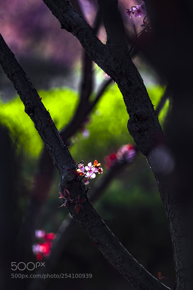 Canon EOS 5DS R sample photo. The flowers of the photography