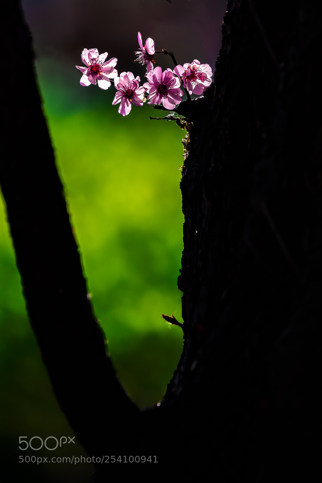 Canon EOS 5DS R sample photo. The flowers of the photography