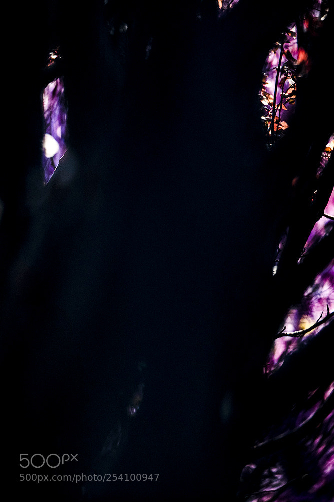 Canon EOS 5DS R sample photo. The flowers of the photography
