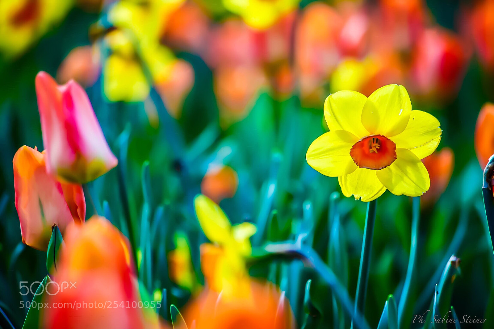 Canon EOS 5D Mark II sample photo. Flowers and colors photography
