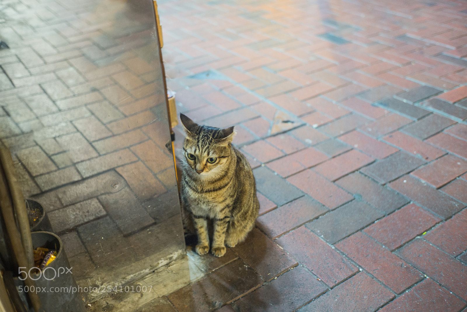 Leica M (Typ 240) sample photo. Cat in the city photography