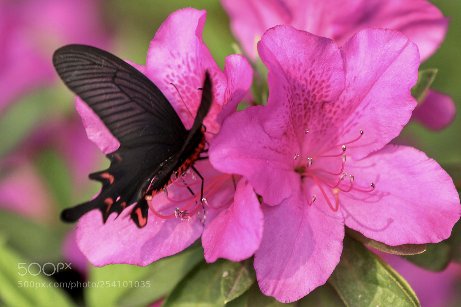 Canon EOS 5D Mark IV sample photo. 蝶恋花 photography