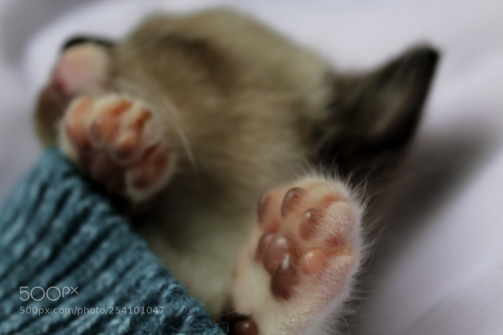 Canon EOS 1300D (EOS Rebel T6 / EOS Kiss X80) sample photo. Cute photography