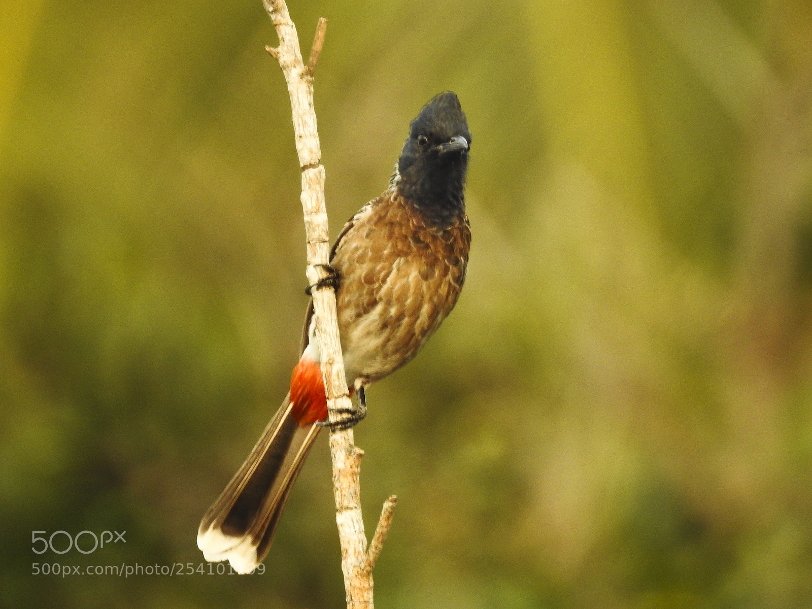 Nikon Coolpix P900 sample photo. Red vented bulbul photography