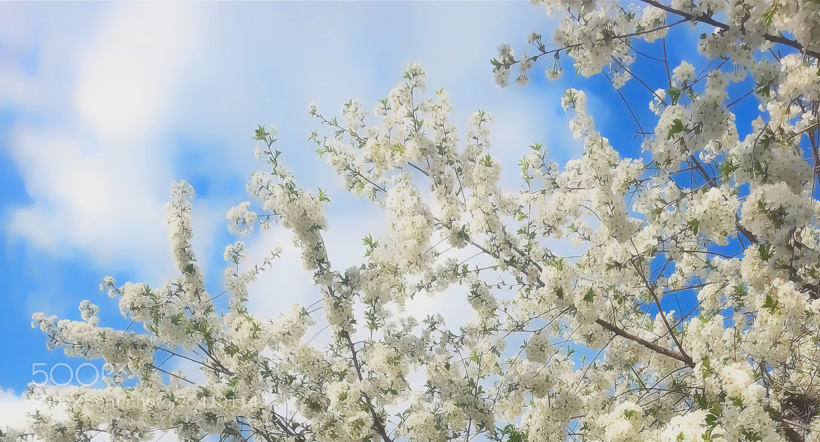 Samsung Galaxy S3 sample photo. Bride tree photography