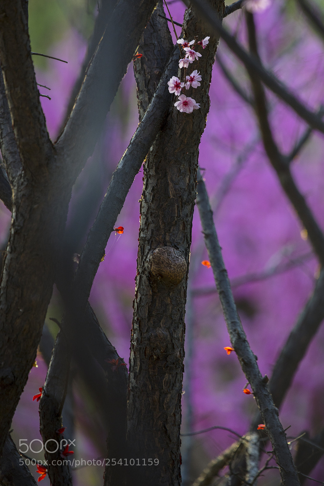 Canon EOS 5DS R sample photo. The flowers of the photography