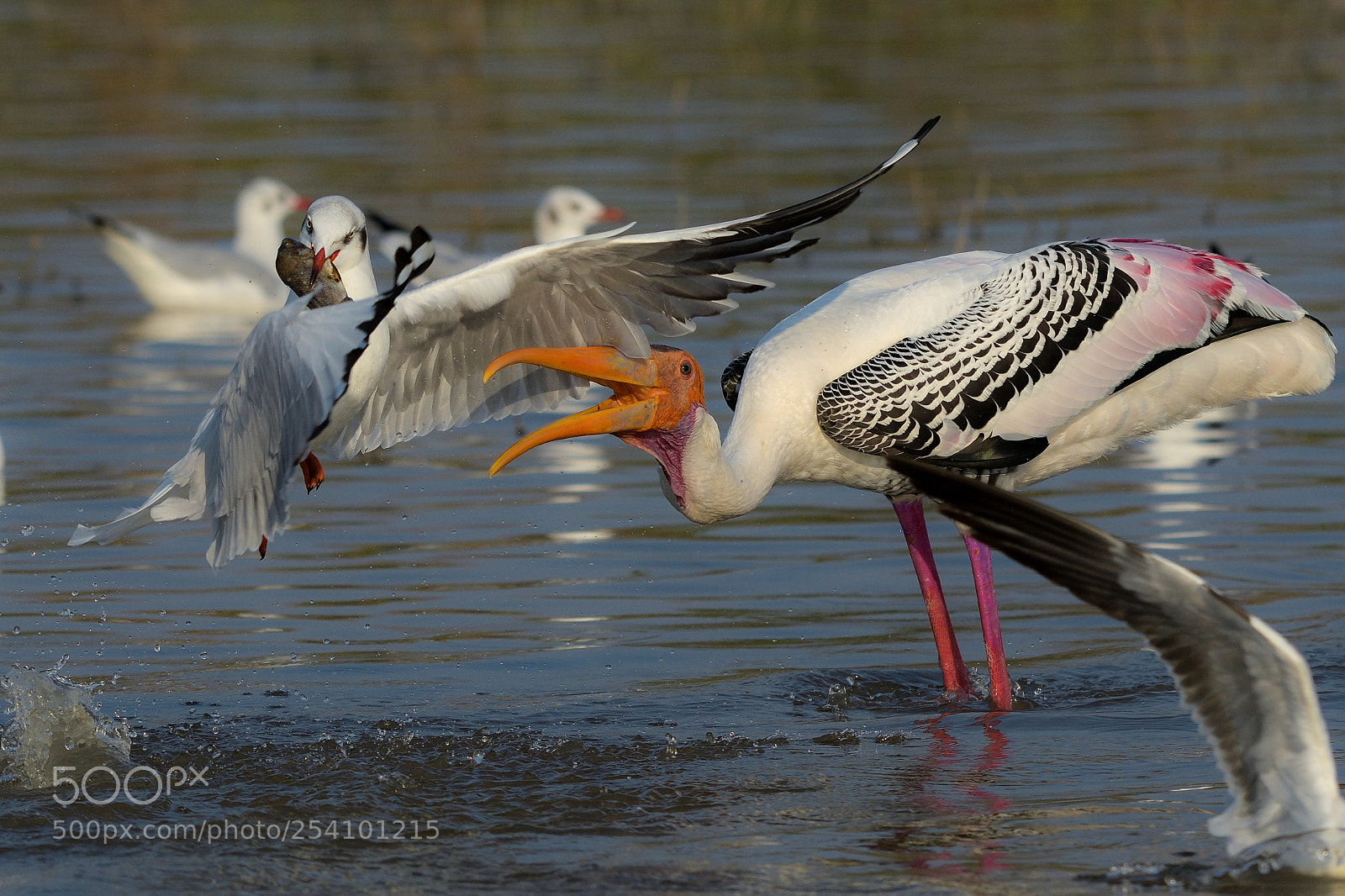 Nikon D500 sample photo. Gull & painted stork photography