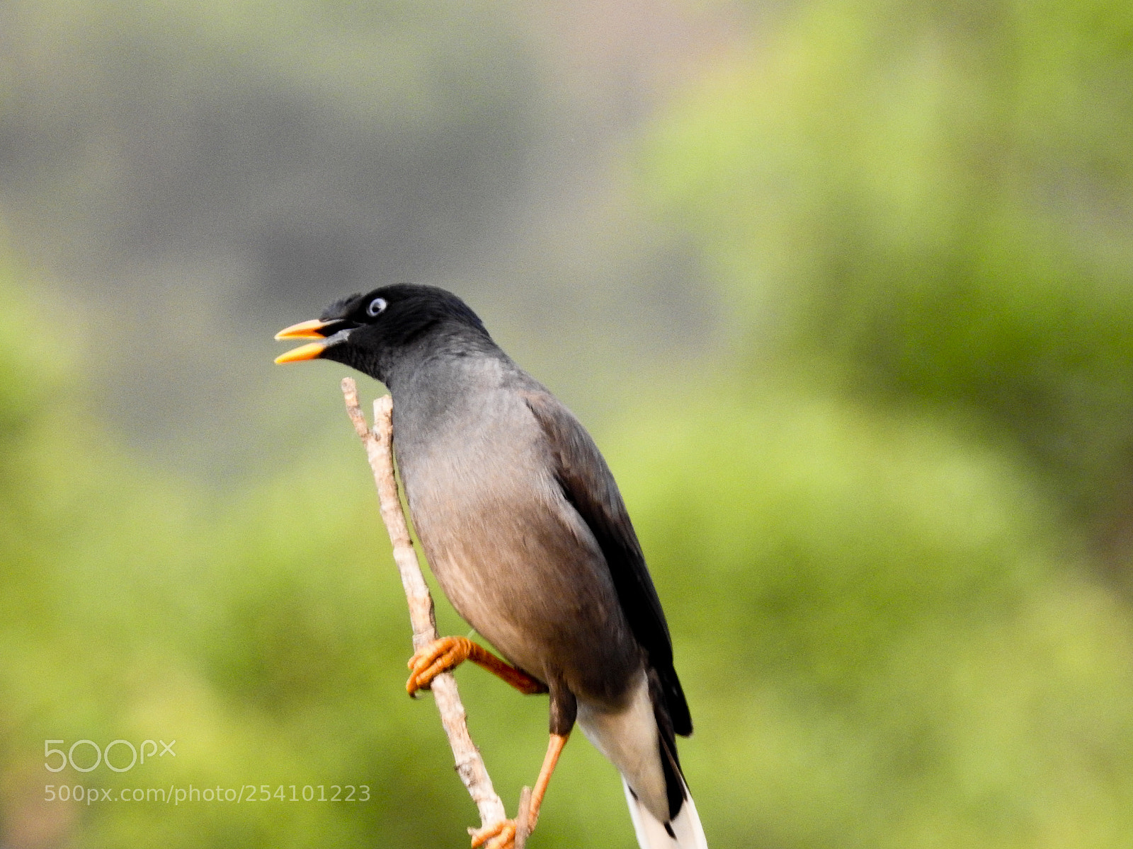 Nikon Coolpix P900 sample photo. Jungle mynah photography