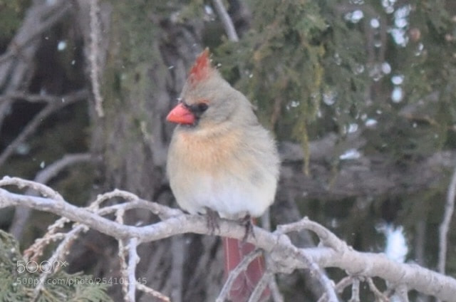 Nikon D5000 sample photo. Mother cardinal photography