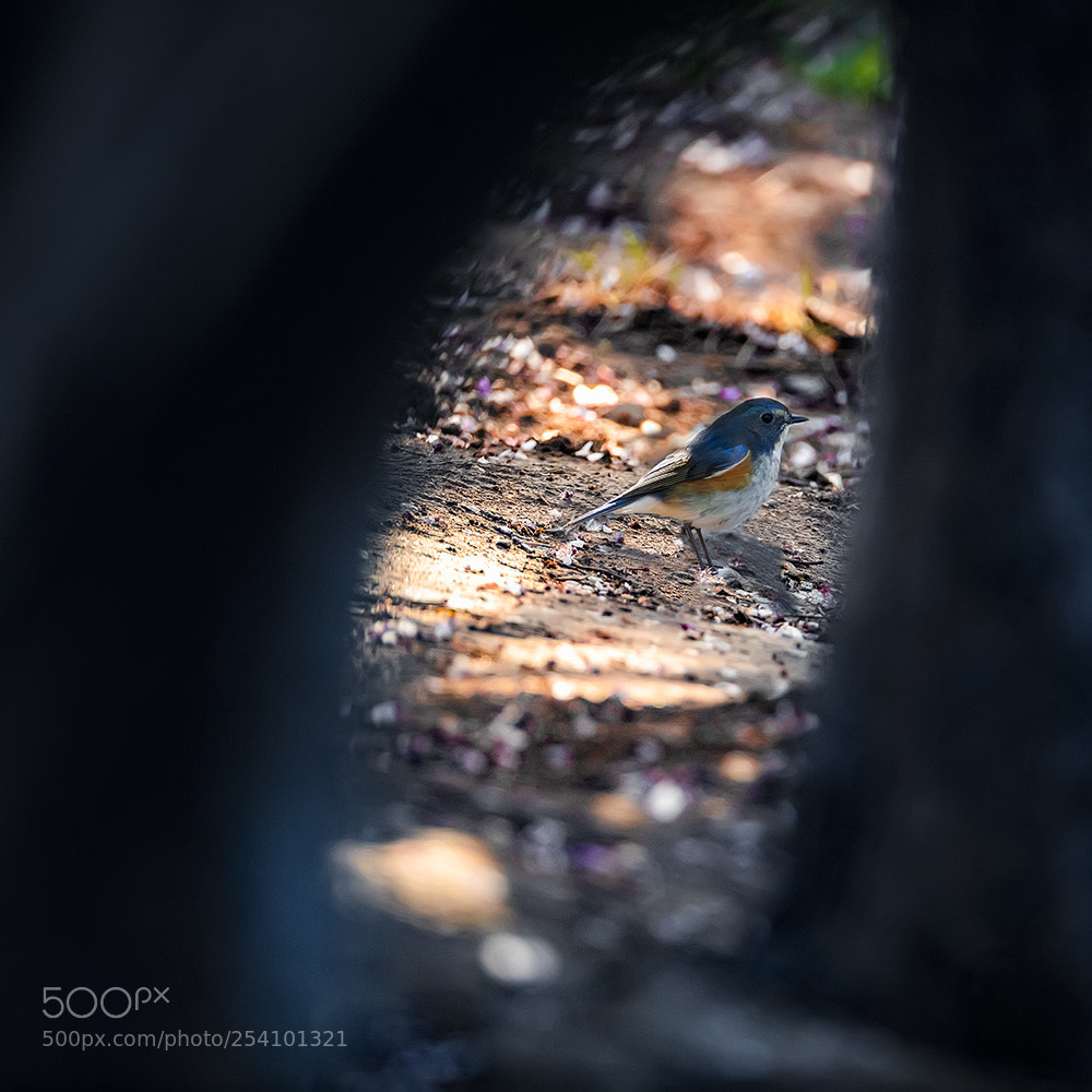 Canon EOS 5DS R sample photo. Bird photography